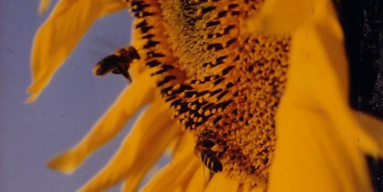 Miel Crémeux - Fleurs de tournesol entrant dans la composition du miel crémeux