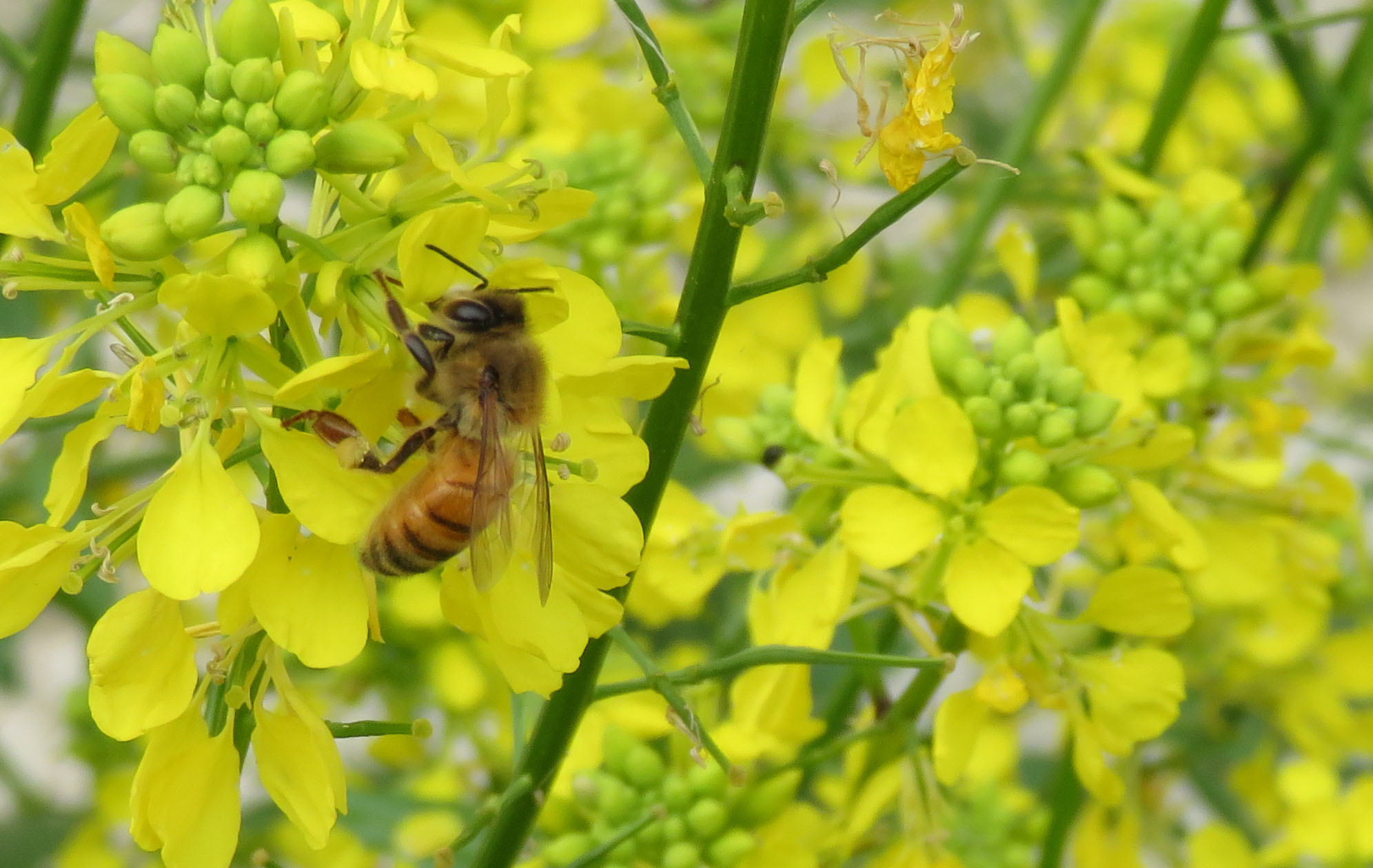 La vie des abeilles - La Ferme au Miel - Colza