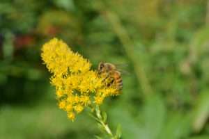 La vie des abeilles - La Ferme au Miel