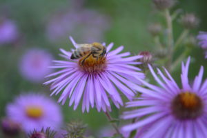 La vie des abeilles - La Ferme au Miel - Asters
