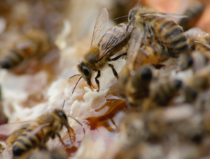 La vie des abeilles - La Ferme au Miel - Aurélien Cahé